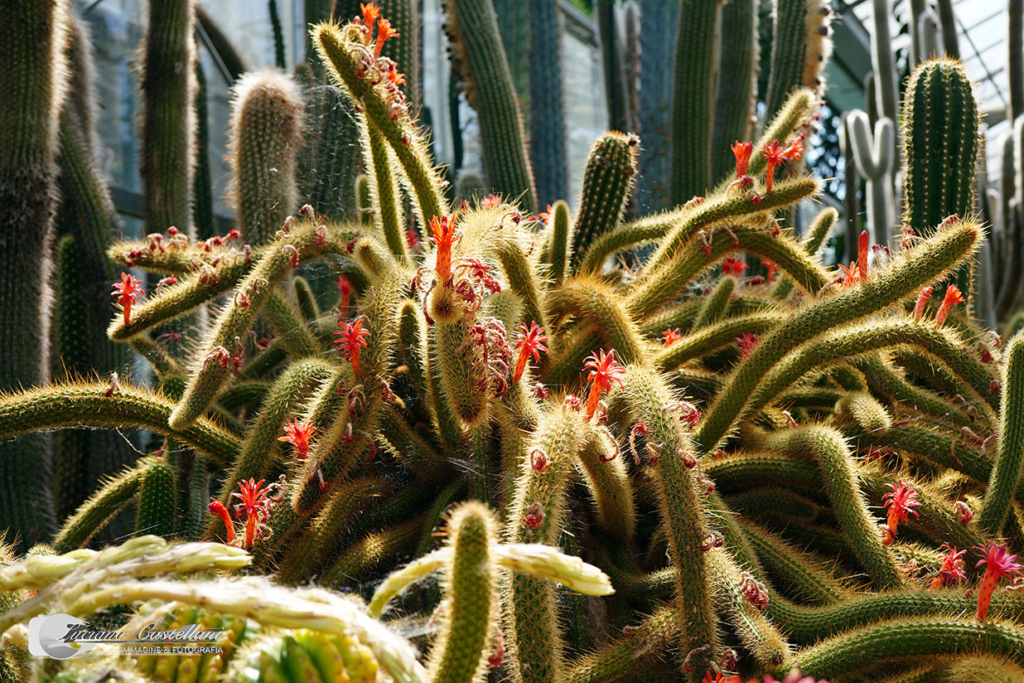 Il Giardino SottoVico