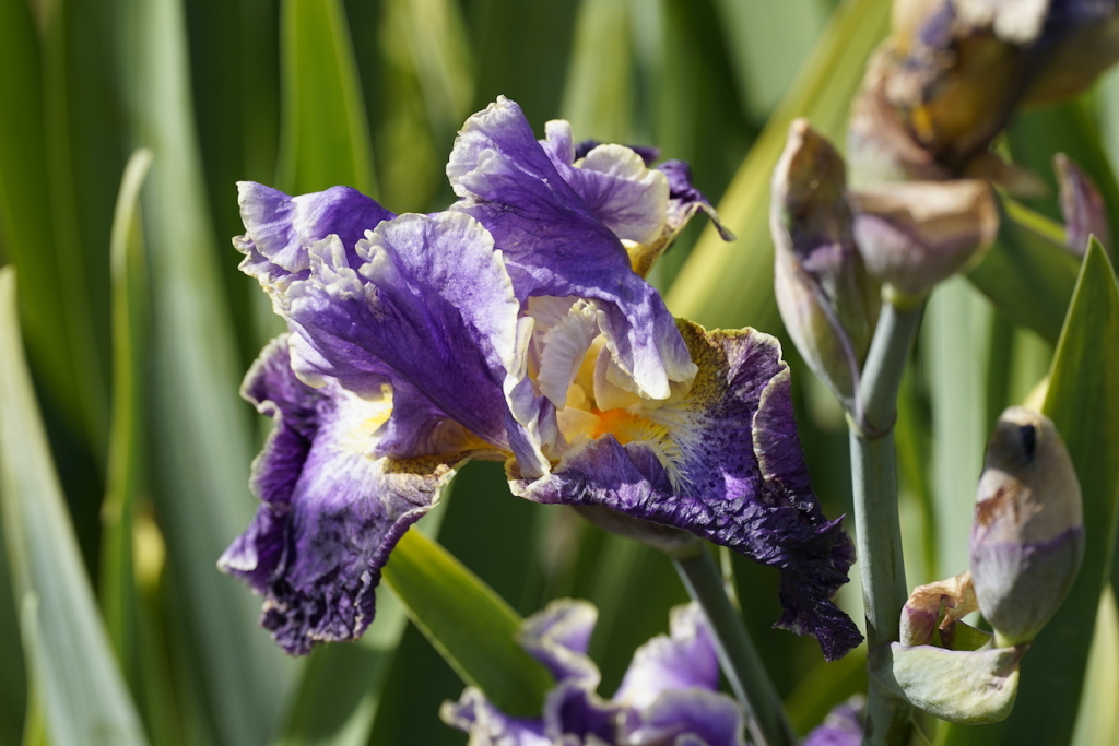 Giardino dell'Iris