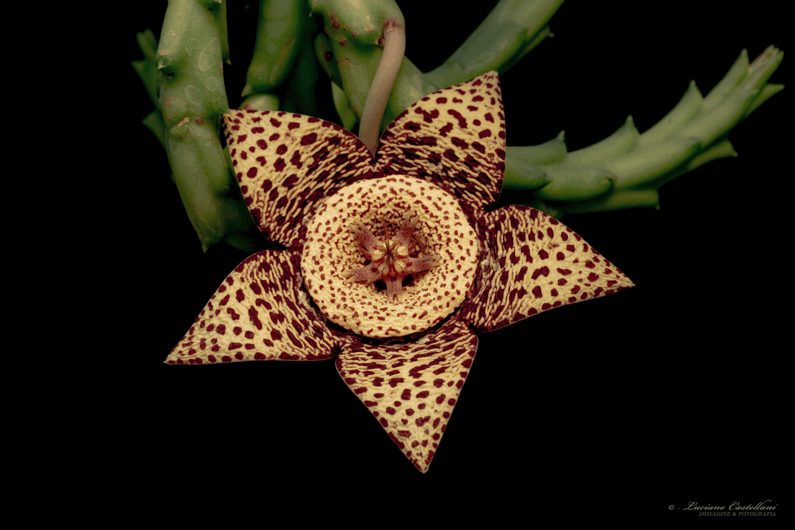 Orbea variegata